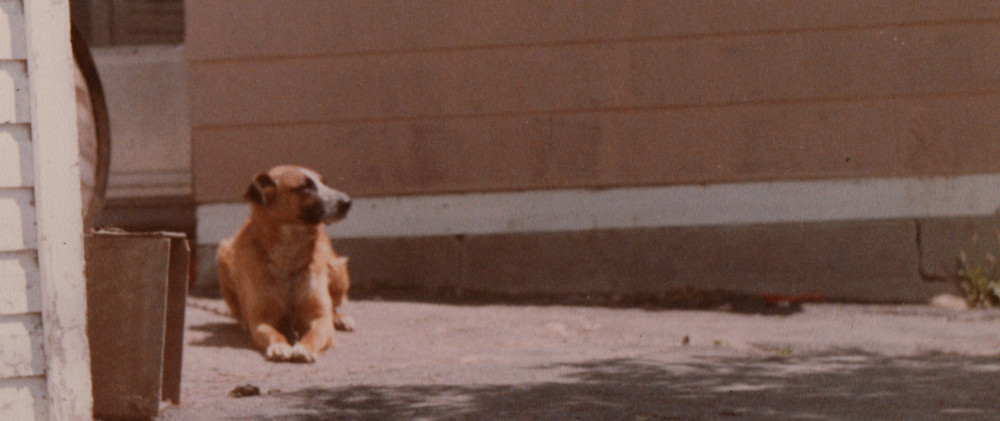 Photo of Dog at rest, circa 1971